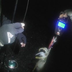 アオリイカエギング